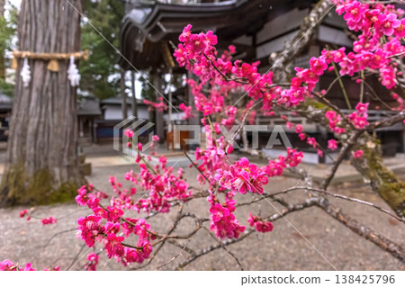 260401 Hida Tenmangu Shrine z029 260401 Hida Tenmangu Shrine z029 138425796