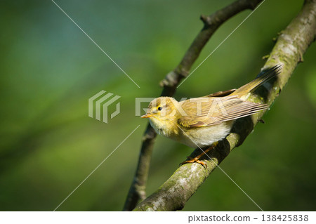 A willow warbler bird sits on a tree branch A willow warbler bird sits on a tree branch 138425838