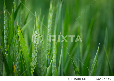 Close-up of green ears of grain Close-up of green ears of grain 138425839