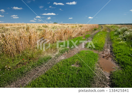Summer view of a dirt road next to a grain field Summer view of a dirt road next to a grain field 138425841