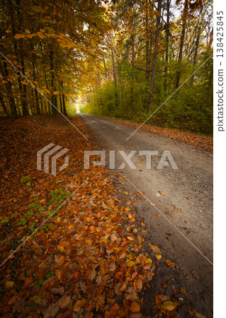 Picturesque autumn view of a dirt road in a forest with fallen leaves 138425845