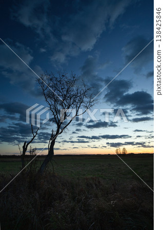 Picturesque view of leafless trees in a meadow at dusk Picturesque view of leafless trees in a meadow at dusk 138425846