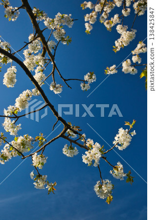 Branches with white flowers of a fruit tree against the sky 138425847