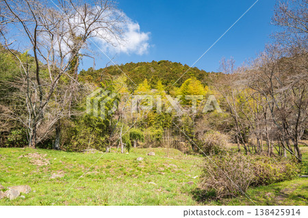 Bamboo grove on Mt. Azuchi, Azuchi Castle ruins, Omihachiman City, Shiga Prefecture Bamboo grove on Mt. Azuchi, Azuchi Castle ruins, Omihachiman City, Shiga Prefecture 138425914