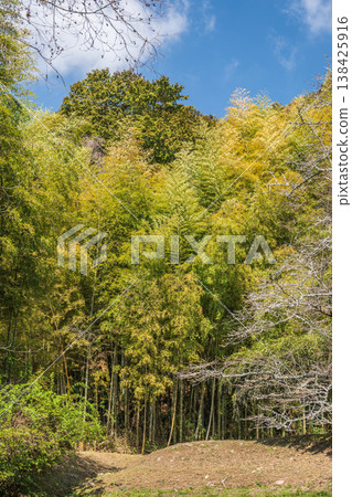 滋賀縣近江八幡市安土山竹林、安土城遺址 滋賀縣近江八幡市安土山竹林、安土城遺址 138425916