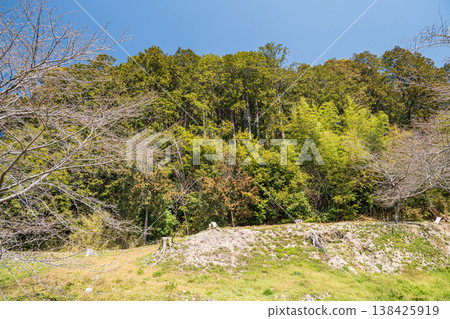 Bamboo grove on Mt. Azuchi, Azuchi Castle ruins, Omihachiman City, Shiga Prefecture Bamboo grove on Mt. Azuchi, Azuchi Castle ruins, Omihachiman City, Shiga Prefecture 138425919