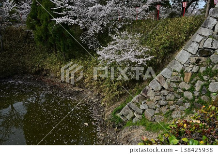 春天，盛開的櫻花裝飾著郡山城的遺址。 138425938