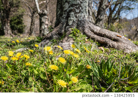 Dandelion blooming at the root of the tree 138425955