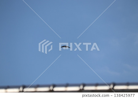 Stork Stork 138425977