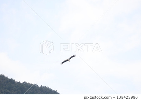 Stork Stork 138425986