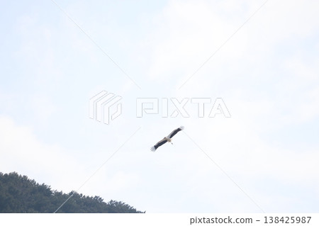 Stork 138425987