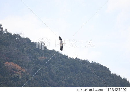 Stork 138425992