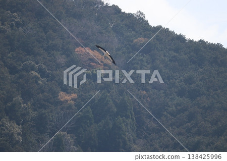 Stork Stork 138425996
