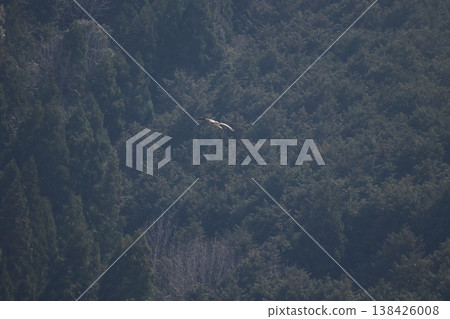 Stork Stork 138426008