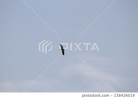 Stork 138426019