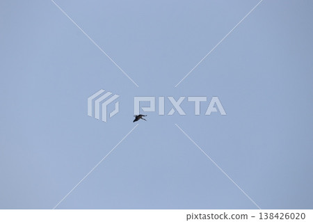 鸛 鸛 138426020