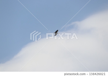 鸛 138426021