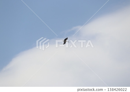 Stork Stork 138426022