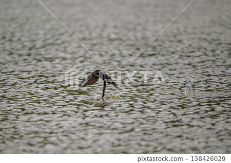 A blue-tailed swift flies at high speed over the water surface 138426029