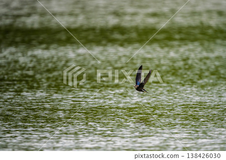 A blue-tailed swift flies at high speed over the water surface 138426030