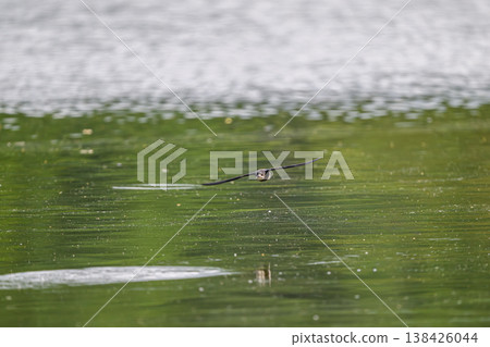 A blue-tailed swift flies at high speed over the water surface 138426044