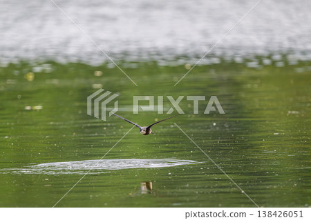 A blue-tailed swift flies at high speed over the water surface 138426051