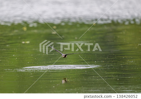 A blue-tailed swift flies at high speed over the water surface A blue-tailed swift flies at high speed over the water surface 138426052
