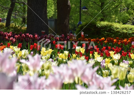 Colorful tulips blooming in the spring park Colorful tulips blooming in the spring park 138426257