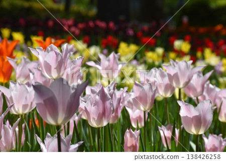 Colorful tulips blooming in the spring park Colorful tulips blooming in the spring park 138426258