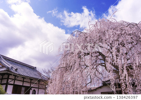 本滿寺櫻花盛開;出町妙顯山,著名的垂枝櫻花勝地;京都旅遊景點。 本滿寺櫻花盛開;出町妙顯山,著名的垂枝櫻花勝地;京都旅遊景點。 138426397
