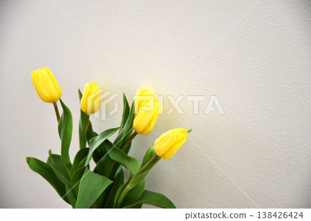 A bouquet of yellow tulips against a white wall: a natural spring photograph. A bouquet of yellow tulips against a white wall: a natural spring photograph. 138426424