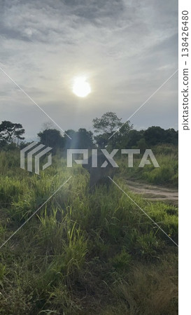 晨光下的象群與自然景觀 | 清晨,光線,野生動物,情感 晨光下的象群與自然景觀 | 清晨,光線,野生動物,情感 138426480