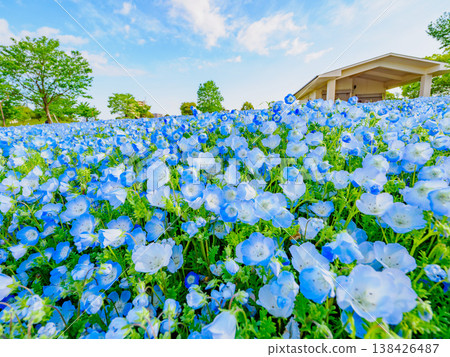 東京令人嘆為觀止的景象：舍利公園被一片藍色的粉蝶花裝點得美不勝收。 138426487