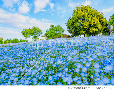 A breathtaking sight in Tokyo: a carpet of nemophila blue flowers adorning Toneri Park. 138426489