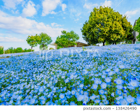 A breathtaking sight in Tokyo: a carpet of nemophila blue flowers adorning Toneri Park. A breathtaking sight in Tokyo: a carpet of nemophila blue flowers adorning Toneri Park. 138426490