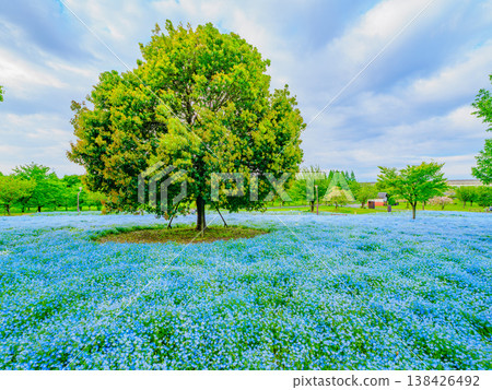 A breathtaking sight in Tokyo: a carpet of nemophila blue flowers adorning Toneri Park. 138426492