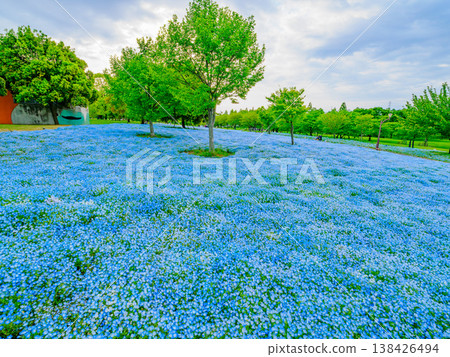 A breathtaking sight in Tokyo: a carpet of nemophila blue flowers adorning Toneri Park. A breathtaking sight in Tokyo: a carpet of nemophila blue flowers adorning Toneri Park. 138426494