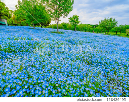 A breathtaking sight in Tokyo: a carpet of nemophila blue flowers adorning Toneri Park. 138426495
