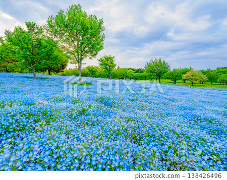 A breathtaking sight in Tokyo: a carpet of nemophila blue flowers adorning Toneri Park. A breathtaking sight in Tokyo: a carpet of nemophila blue flowers adorning Toneri Park. 138426496