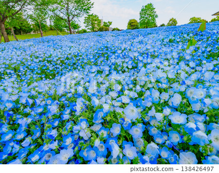 A breathtaking sight in Tokyo: a carpet of nemophila blue flowers adorning Toneri Park. A breathtaking sight in Tokyo: a carpet of nemophila blue flowers adorning Toneri Park. 138426497