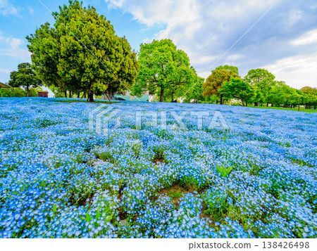 A breathtaking sight in Tokyo: a carpet of nemophila blue flowers adorning Toneri Park. A breathtaking sight in Tokyo: a carpet of nemophila blue flowers adorning Toneri Park. 138426498