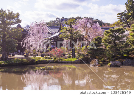 Hōkongoin Temple in Kyoto: A famous cherry blossom viewing spot in Kyoto, a Kyoto tourist attraction, a Jōdo-style garden with cherry blossoms, and one of Kansai's flower temples. Hōkongoin Temple in Kyoto: A famous cherry blossom viewing spot in Kyoto, a Kyoto tourist attraction, a Jōdo-style garden with cherry blossoms, and one of Kansai's flower temples. 138426549