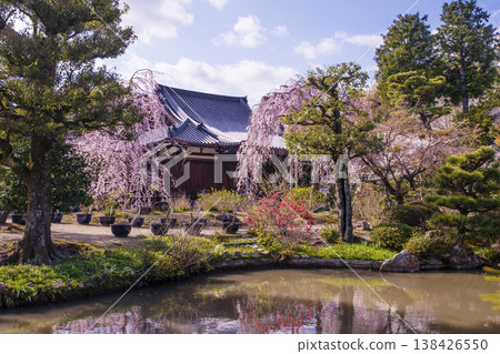 京都的寶光院:京都著名的賞櫻勝地,京都旅遊景點,擁有淨土風格的櫻花庭園,也是關西花寺之一。 京都的寶光院:京都著名的賞櫻勝地,京都旅遊景點,擁有淨土風格的櫻花庭園,也是關西花寺之一。 138426550