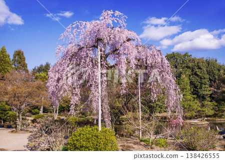 Hōkongoin Temple in Kyoto: A famous cherry blossom viewing spot in Kyoto, a Kyoto tourist attraction, a Jōdo-style garden with cherry blossoms, and one of Kansai's flower temples. 138426555