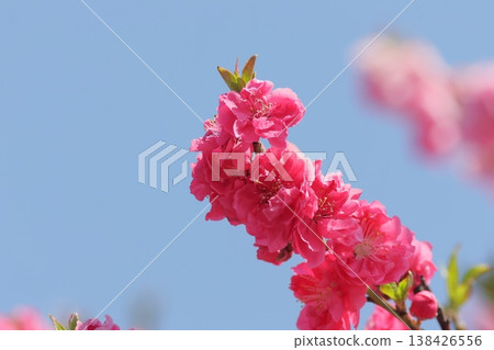 Vibrant pink double cherry blossoms stand out against the blue sky. Vibrant pink double cherry blossoms stand out against the blue sky. 138426556