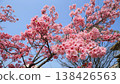 櫻花 138426563