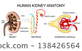 Human kidney anatomy. Nephron and Bowmans capsule 138426564