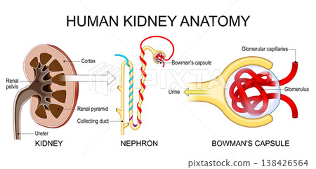 Human kidney anatomy. Nephron and Bowmans capsule Human kidney anatomy. Nephron and Bowmans capsule 138426564