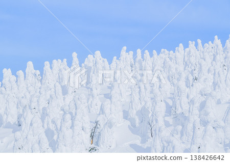 【晴空萬裡】藏王的雪怪,純白的霜凍覆蓋的樹木在湛藍的天空下格外醒目,構成了一幅壯觀的冬季景象。 【晴空萬裡】藏王的雪怪,純白的霜凍覆蓋的樹木在湛藍的天空下格外醒目,構成了一幅壯觀的冬季景象。 138426642