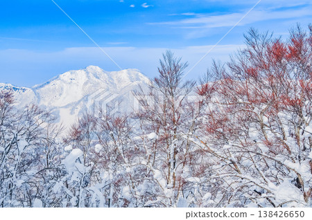 [Clear skies] Zao's snow monsters, pure white frost-covered trees standing out against the deep blue sky, and a spectacular winter landscape. 138426650